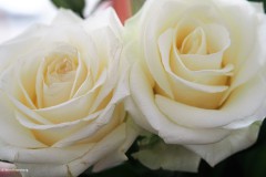 roos#(20181018)a rozen