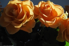 roos#(20230213) rozen