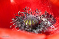 klaproos#(20200424) rozen