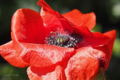 klaproos#(20200424) rozen