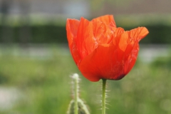 klaproos#(20240510)b rozen