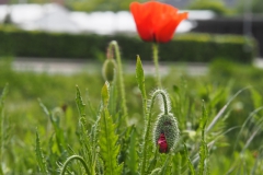 klaproos#(20240510)a rozen