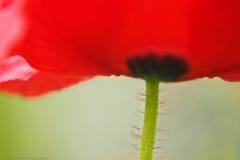 klaproos#(20240510)f rozen