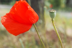 klaproos#(20220518)a rozen