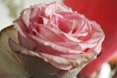 roos#(20240518)a rozen