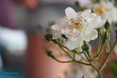 roos#(20200521) rozen