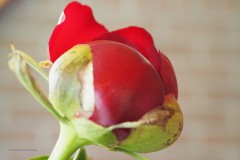 pioenroos#(20200521) rozen