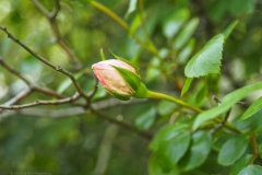 roos#(20240521)a rozen