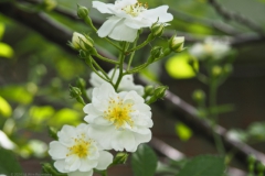 roos#(20240521)b rozen