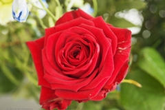 roos#(20240523) rozen