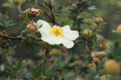 roos#(20230524) rozen