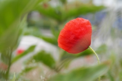 klaproos#(20230524)a rozen