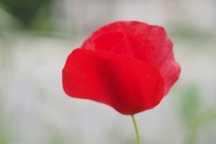 klaproos#(20230524)b rozen