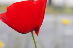 klaproos#(20200525) rozen