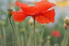 klaproos#(20200525) rozen