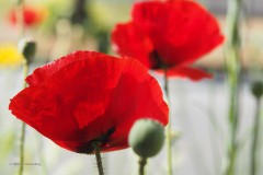 klaproos#(20200524) rozen