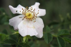 roos#(20200525)a rozen