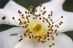 roos#(20200525)aa rozen