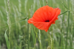 klaproos#(20240527)a rozen