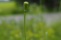 klaproos#(20240527)e rozen