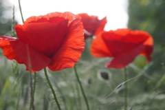 klaproos#(20240529)a rozen