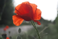 klaproos#(20240529)b rozen