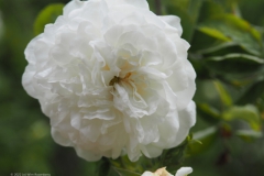 roos#(20220529)a rozen