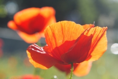 klaproos#(20240529)f rozen