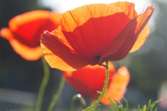 klaproos#(20240529)g rozen