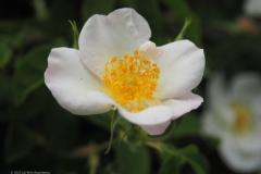 roos#(20220529)d rozen