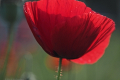 klaproos#(20240529)c rozen