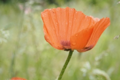 klaproos#(20220529)a rozen