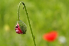 klaproos#(20210529)a rozen