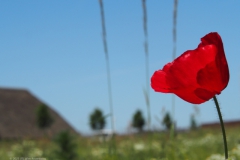 klaproos#(20230604) rozen