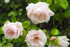 roos#(20220607)c rozen