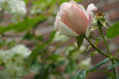 roos#(20220607)d rozen