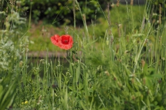 klaproos#(20240607)a rozen