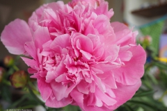 pioenroos#(20220606)a rozen