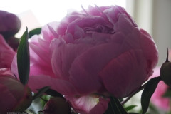 pioenroos#(20220606)b rozen