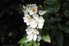 roos#(20240607) rozen