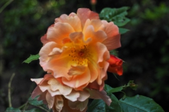 roos#(20240607)a rozen