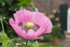 klaproos#(20240607)b rozen