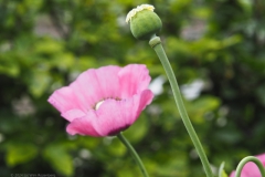 klaproos#(20240607)c rozen