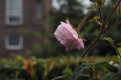 roos#(20240607)c rozen
