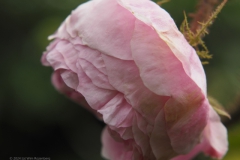 roos#(20240607)ca rozen