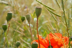 klaproos#(20220611) rozen