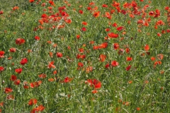 klaproos#(20210613) rozen