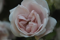 roos#(20230613)b rozen