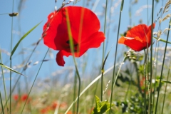 klaproos#(20210613)c rozen