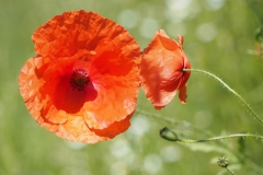 klaproos#(20210613)a rozen